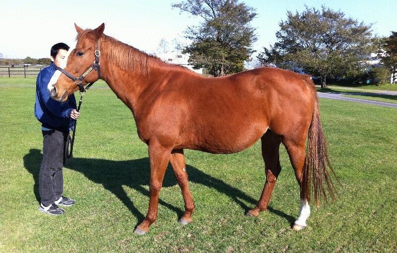 オリエンタルアート – オルフェーヴルの母 – 死亡